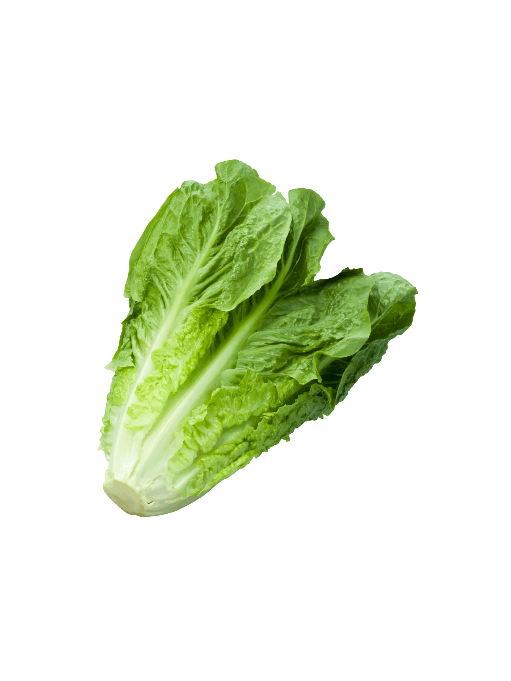 LECHUGA OREJONA CONVENCIONAL