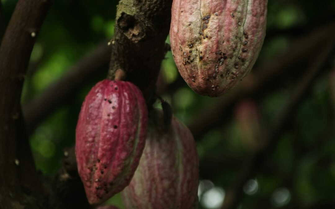 Cacao: El Oro Negro de la Naturaleza