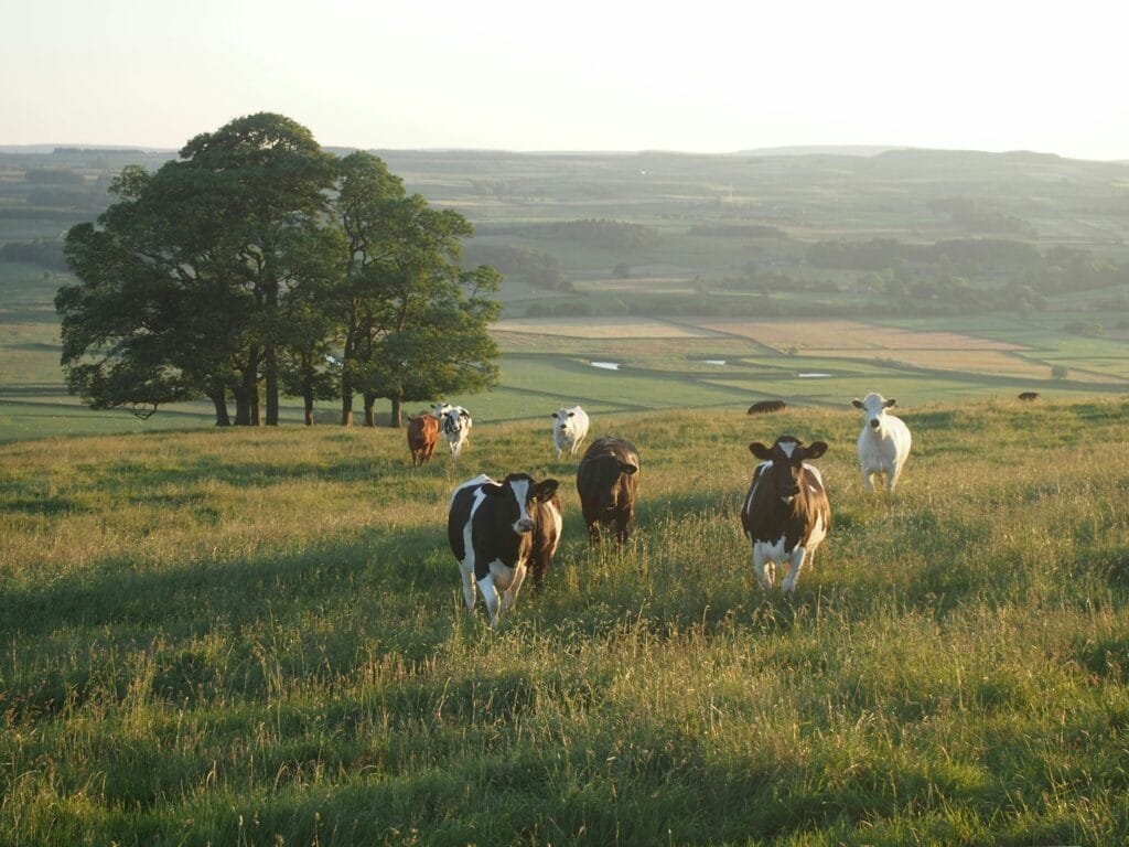Día de la Tierra y los beneficios de grassfed: cuando comer mejor también salva el planeta.