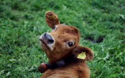 Significado de Grassfed: Mucho Más que una Etiqueta de Moda