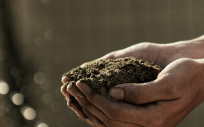Qué significa que una fruta sea orgánica: más allá de la etiqueta