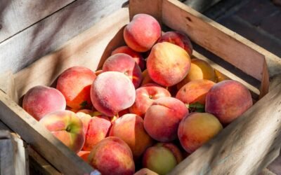 Las frutas engordan: Mitos y verdades sobre el consumo