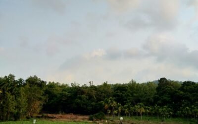Prácticas Agrícolas Sostenibles: La Revolución Verde