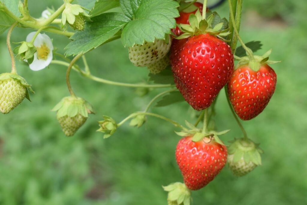 Fresas orgánicas frescas durante la temporada de las fresas, libres de pesticidas