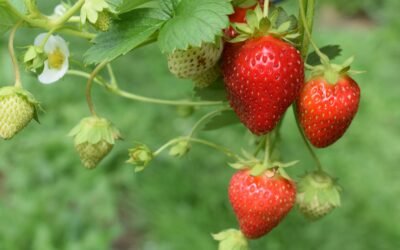 Temporada de las Fresas: Guía Completa Sin Pesticidas